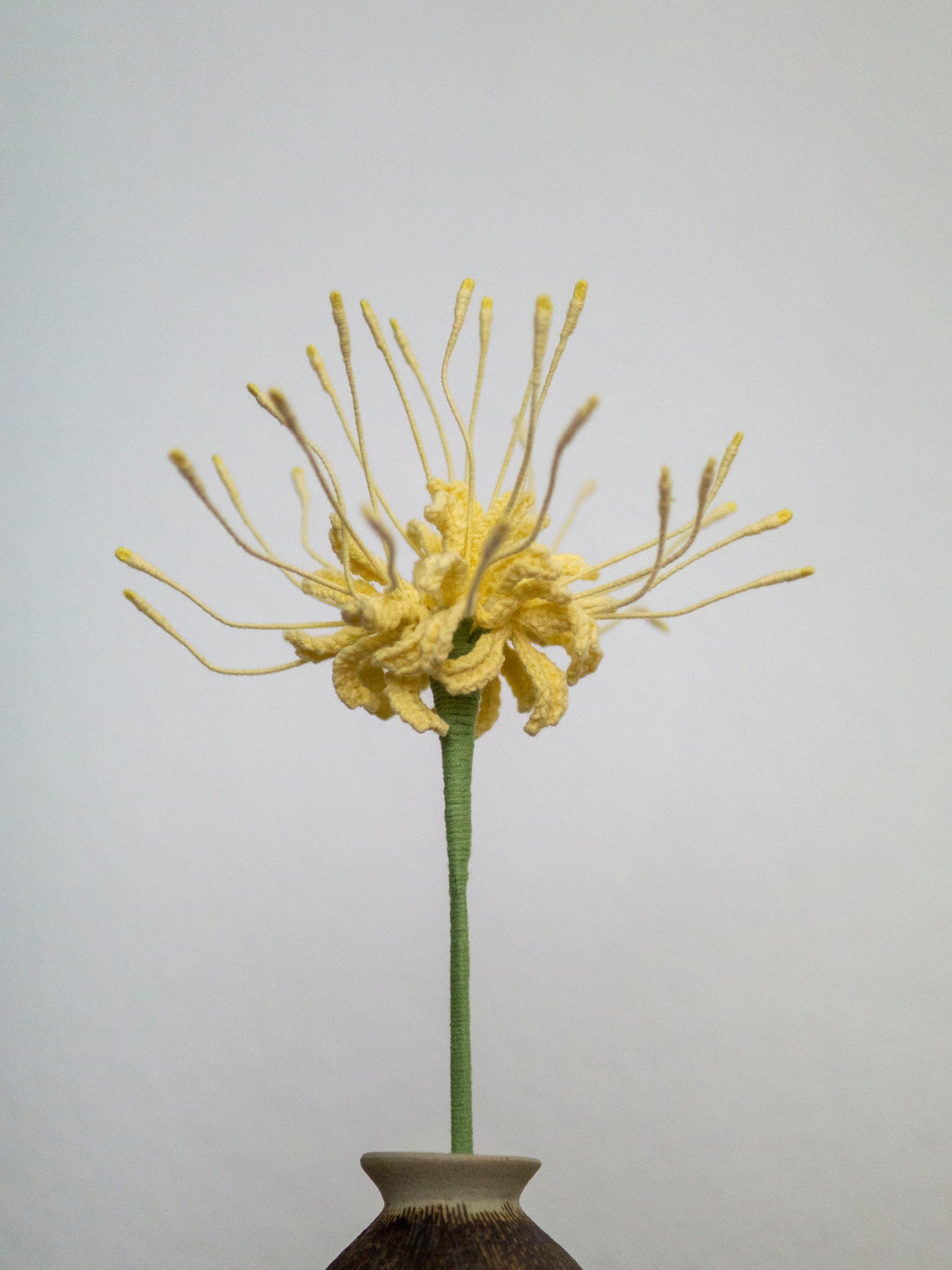 Golden Spider Lily