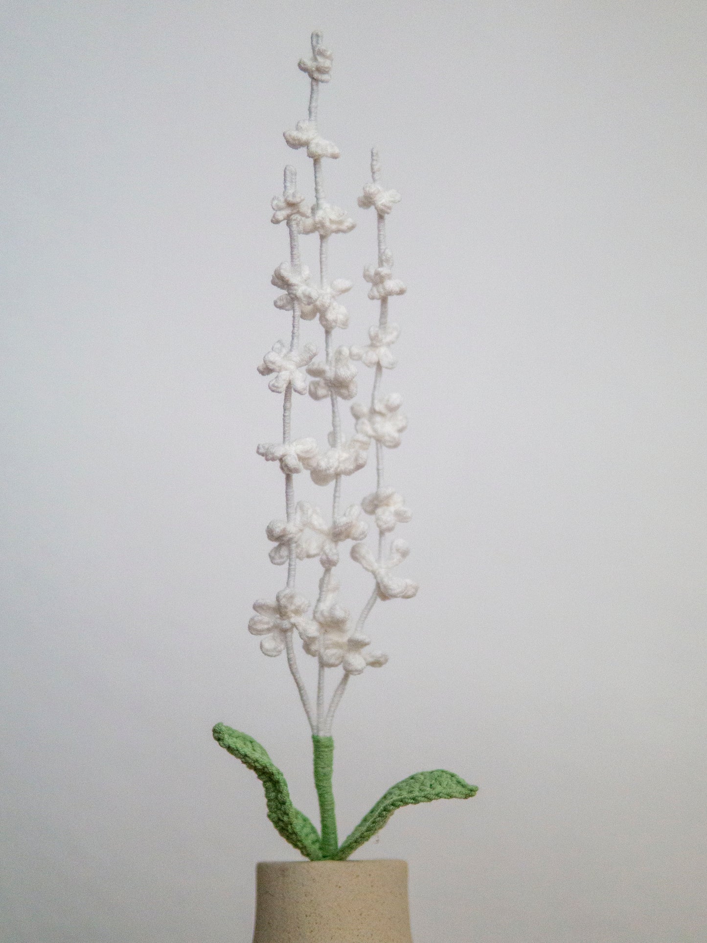 Snow Lavender
