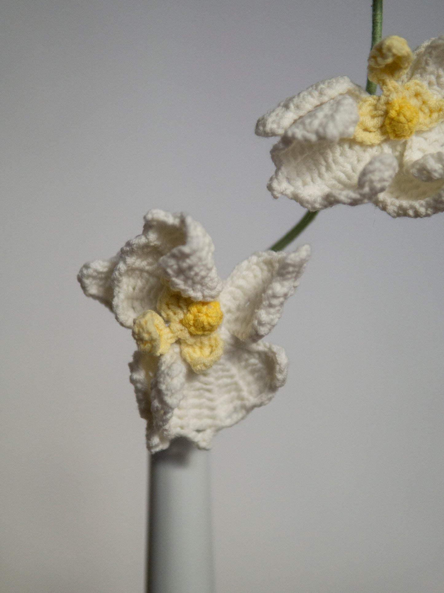 Phalaenopsis Orchid
