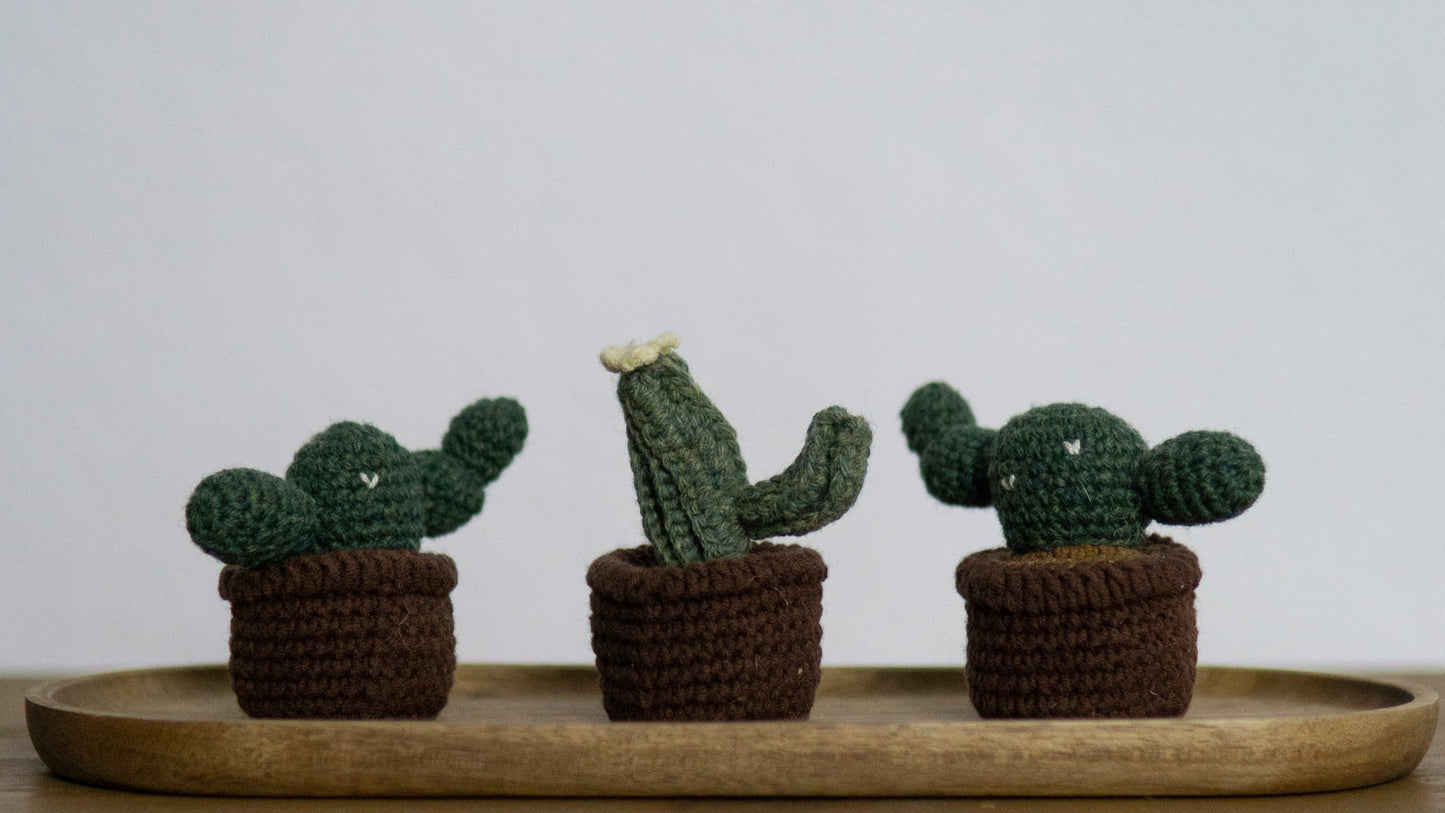 Cactus B