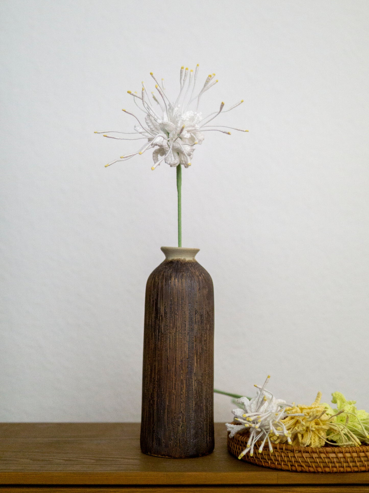 Ivory Spider Lily