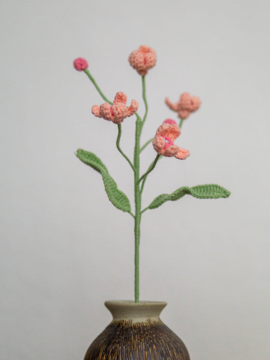 Evolvulus Nuttallianus Pink