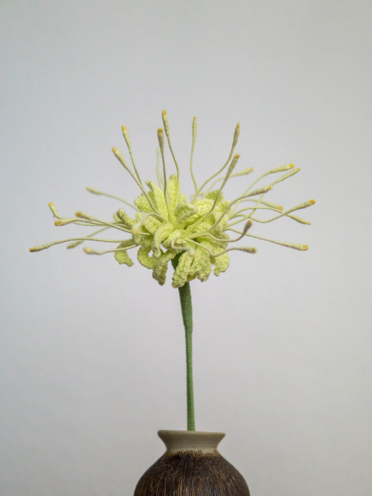 Verdant Spider Lily