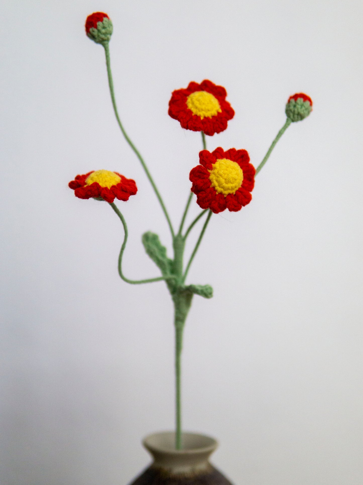 Crimson Spray Daisy