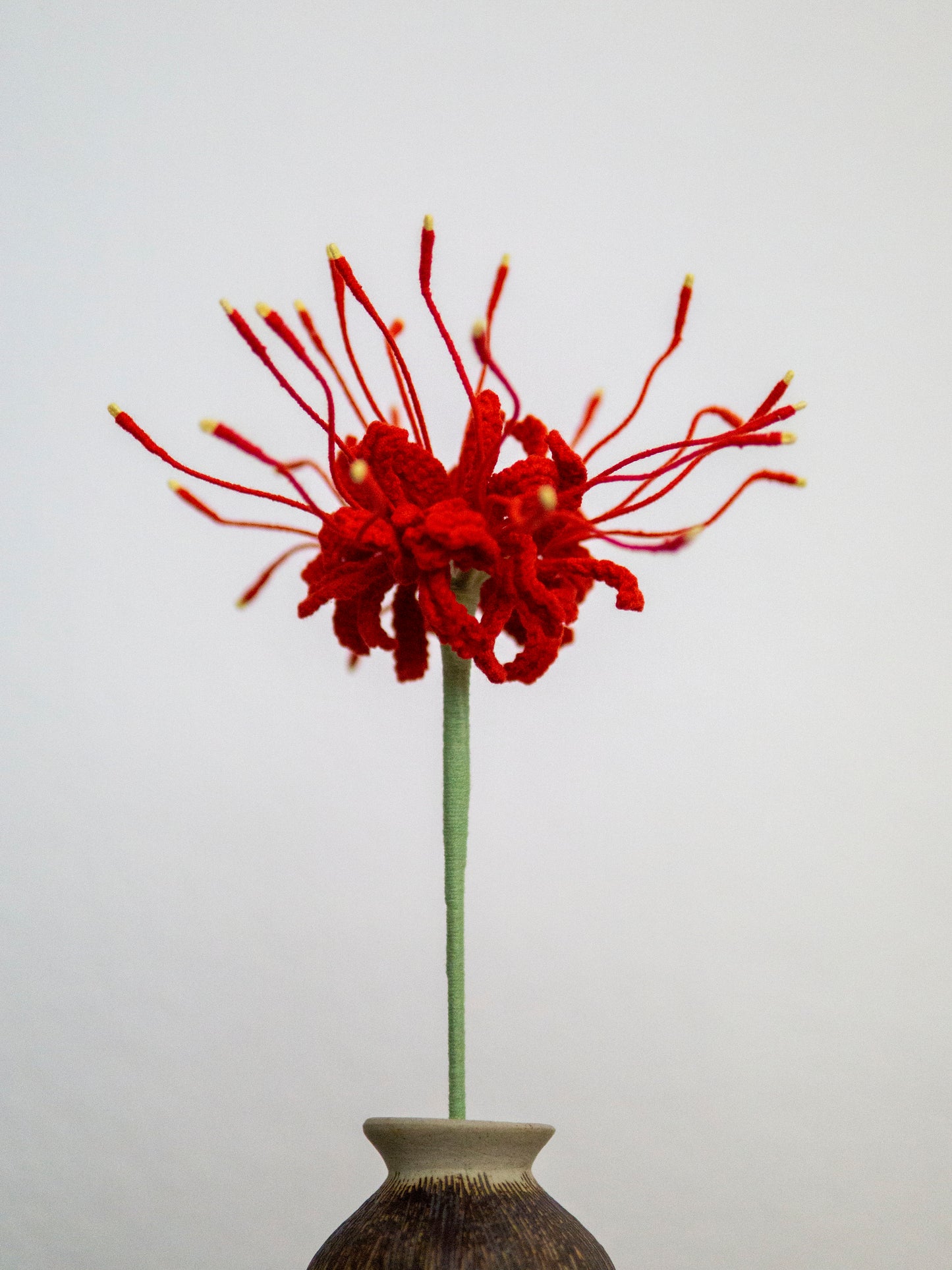 Scarlet Spider Lily