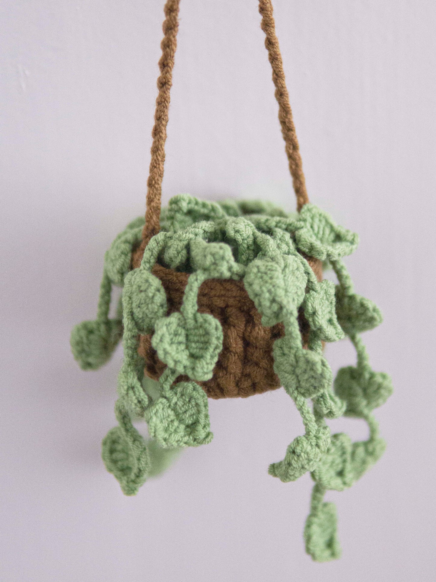 Hanging Pothos Plant
