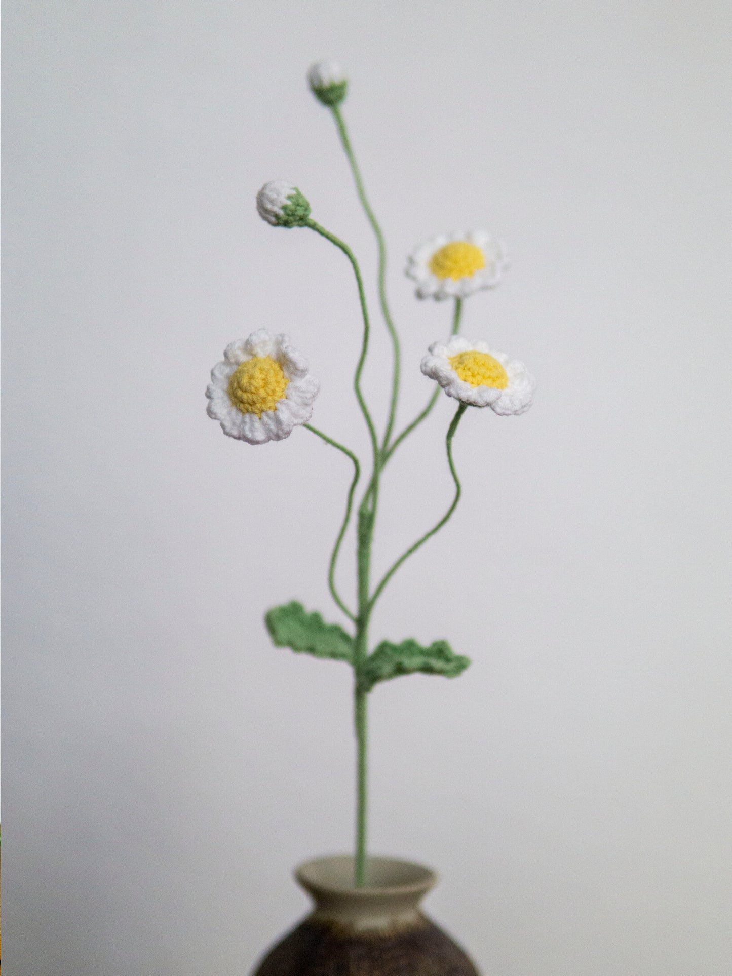 White Spray Daisy