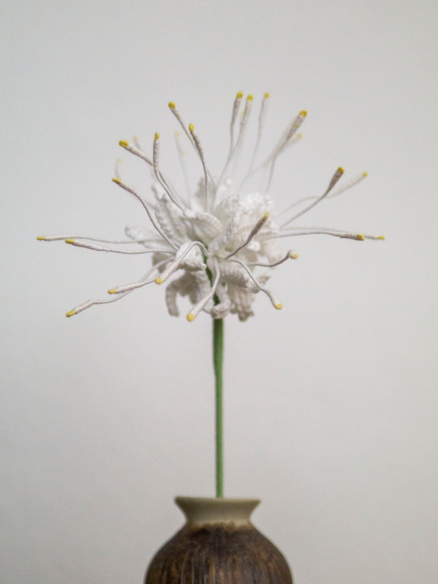Ivory Spider Lily