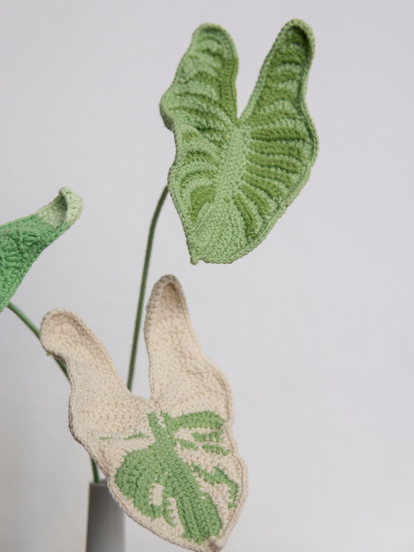 Aethiopica Monstera