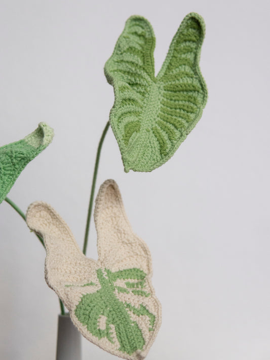 Aethiopica Monstera