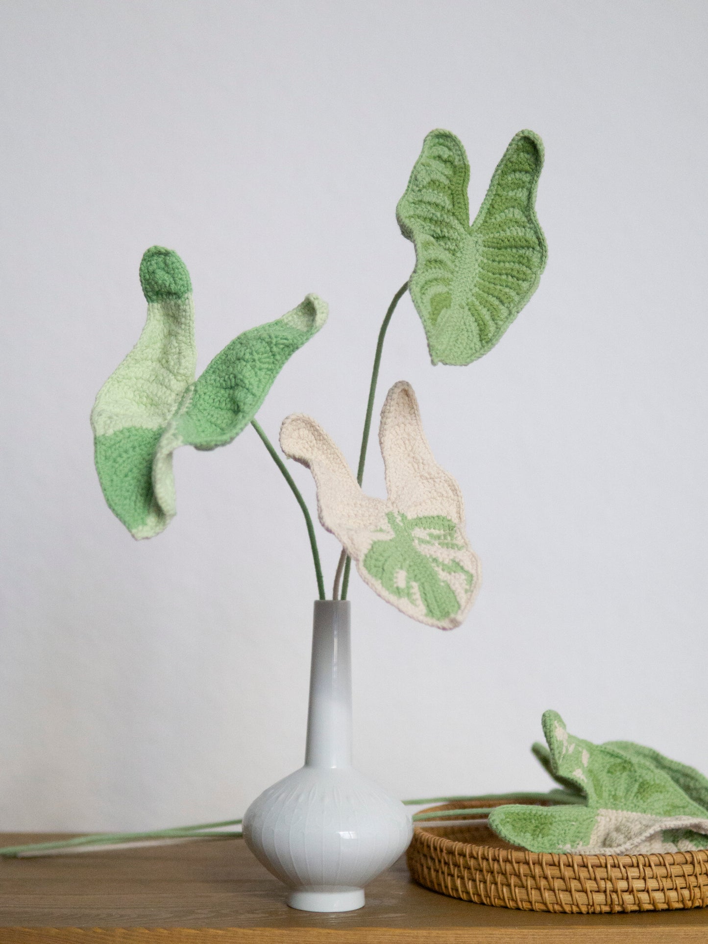 Aethiopica Monstera