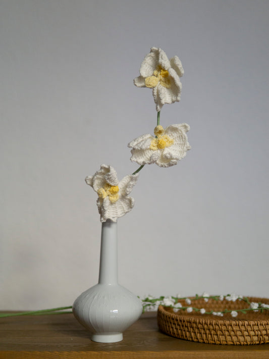 Phalaenopsis Orchid