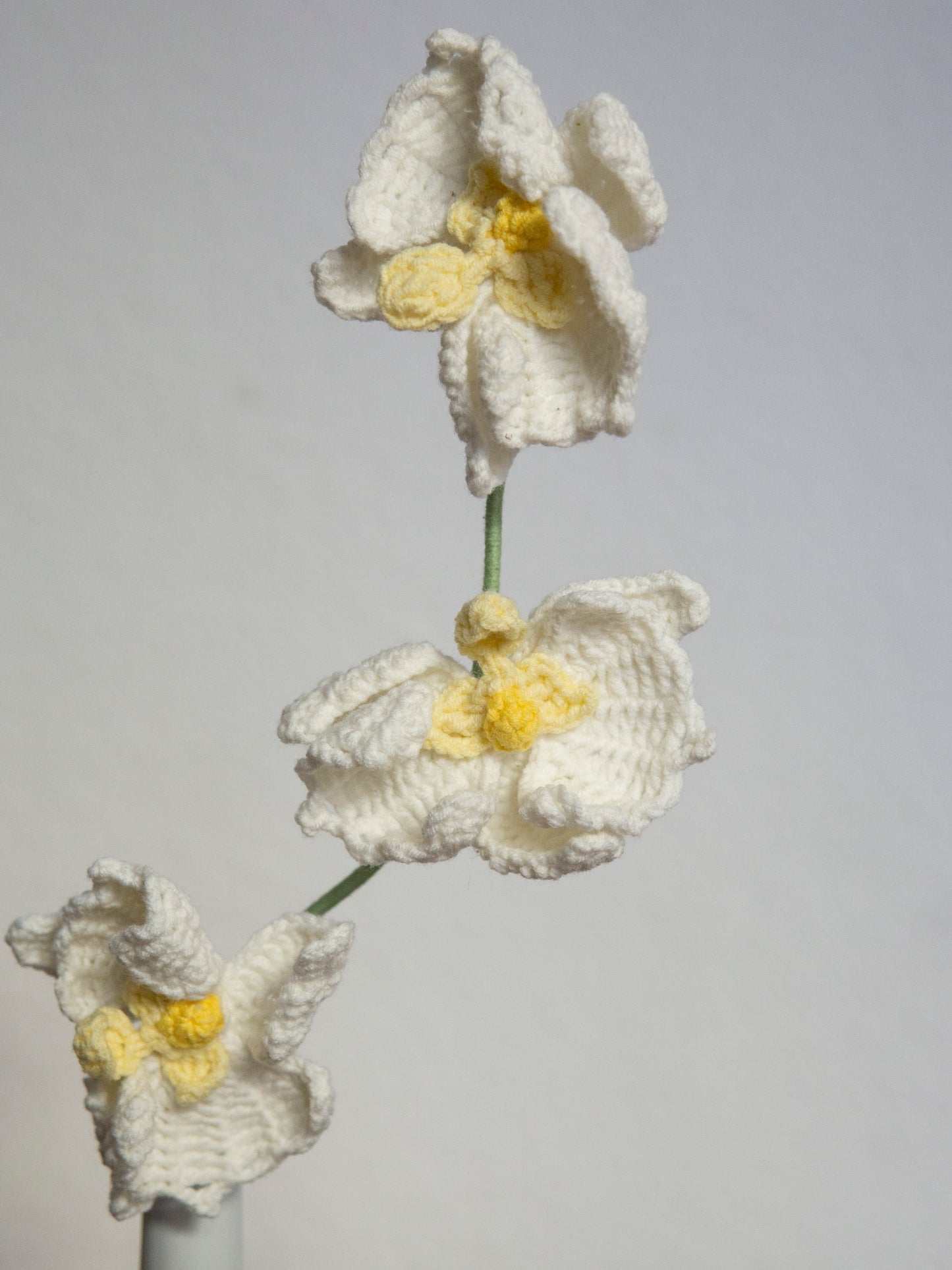 Phalaenopsis Orchid