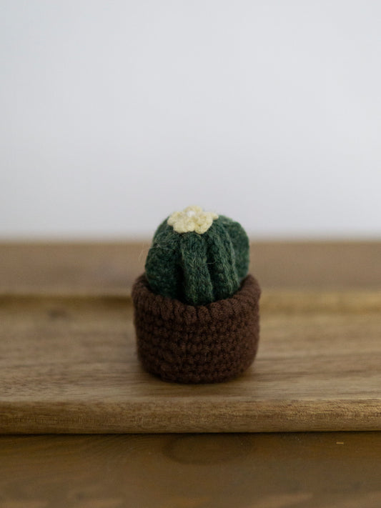 Cactus D